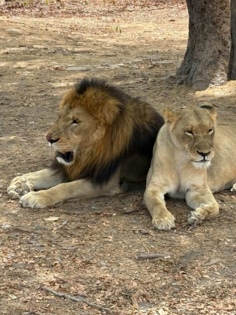 Réserve de Bandia & Ranch des Lions