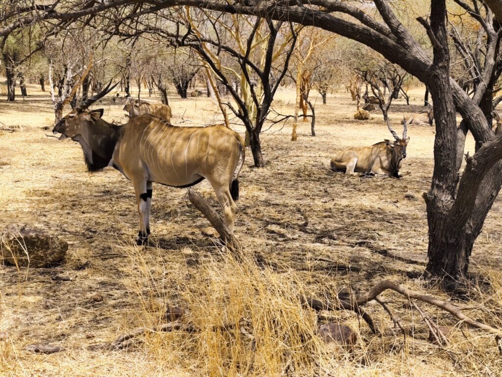 Réserve de Bandia & Ranch des Lions